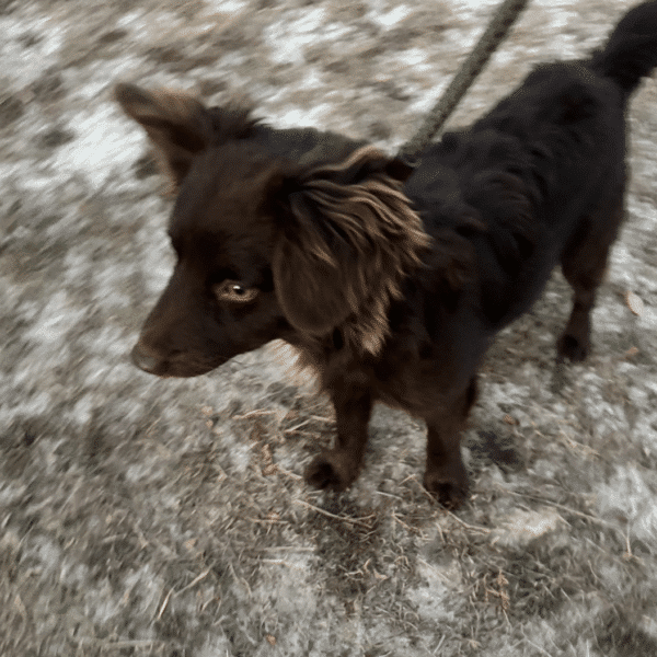 Samwise is a brown & whote Australian Shepherd Border Collie mix. He's 8 mo old and weighs 16 lbs. He's available for adoption at Gimme Shelter Animal Rescue in Sagaponack, NY